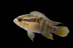 Laetacara flavilabris