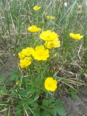 Ranunculus propinquus subborealis