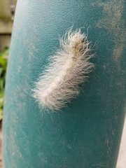 Acronicta