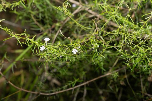 Image of Westringia eremicola by (c) Lewis, some rights reserved (CC BY-SA)