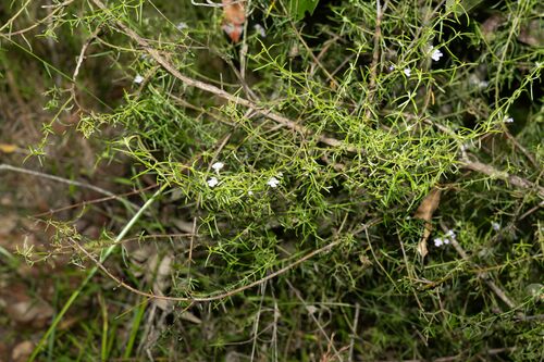 Image of Westringia eremicola by (c) Lewis, some rights reserved (CC BY-SA)