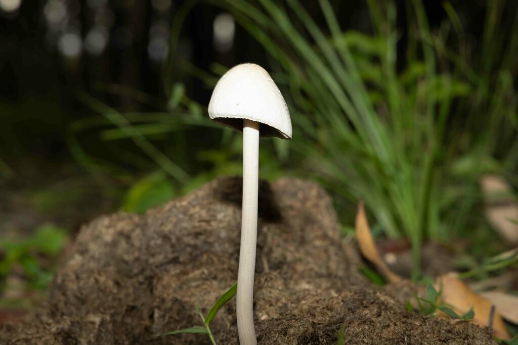 Panaeolus antillarum · January 2025 · photo: © lewispeach (iNaturalist, CC)