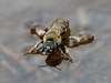 Ptilothrix chiricahua - Photo (c) Zoe Bird, some rights reserved (CC BY-NC), uploaded by Zoe Bird
