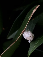 Aphidomorpha