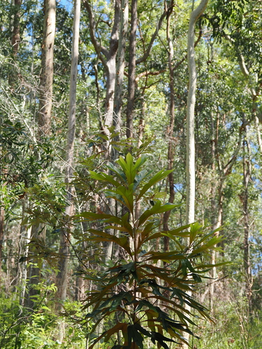 Image of Grevillea baileyana by (c) Lucas Christofides, some rights reserved (CC BY)