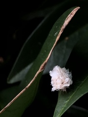 Aphidomorpha