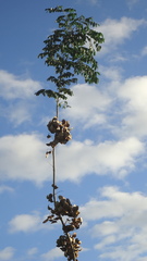Jacaranda jasminoides