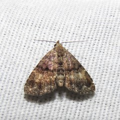 Metalectra richardsi