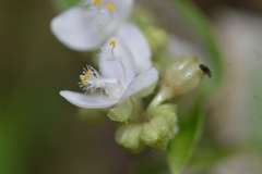 Tripogandra serrulata