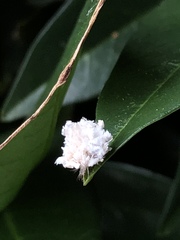 Aphidomorpha