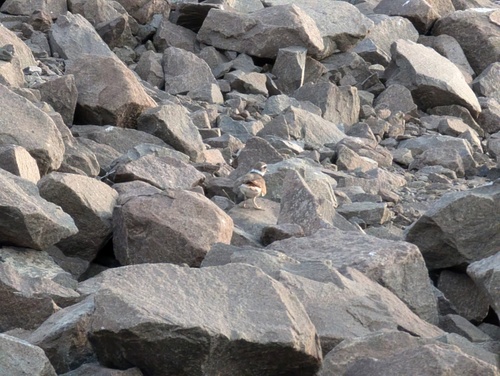 Killdeer photographed in Colorado