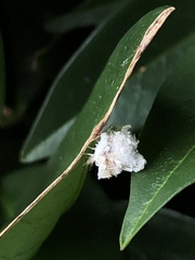 Aphidomorpha