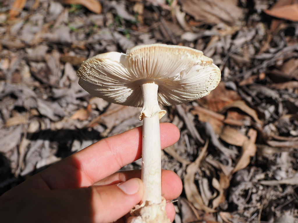 Amanita egregia