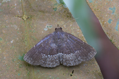 Adrapsa geometroides