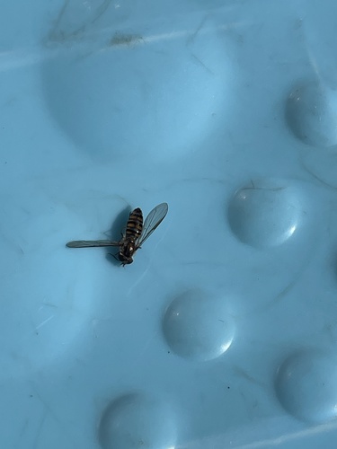 Marmalade Hover Fly