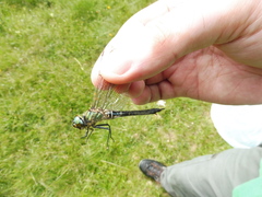 Somatochlora alpestris