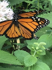 Danaus plexippus