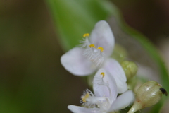 Tripogandra serrulata