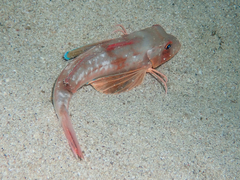 Chelidonichthys lucerna