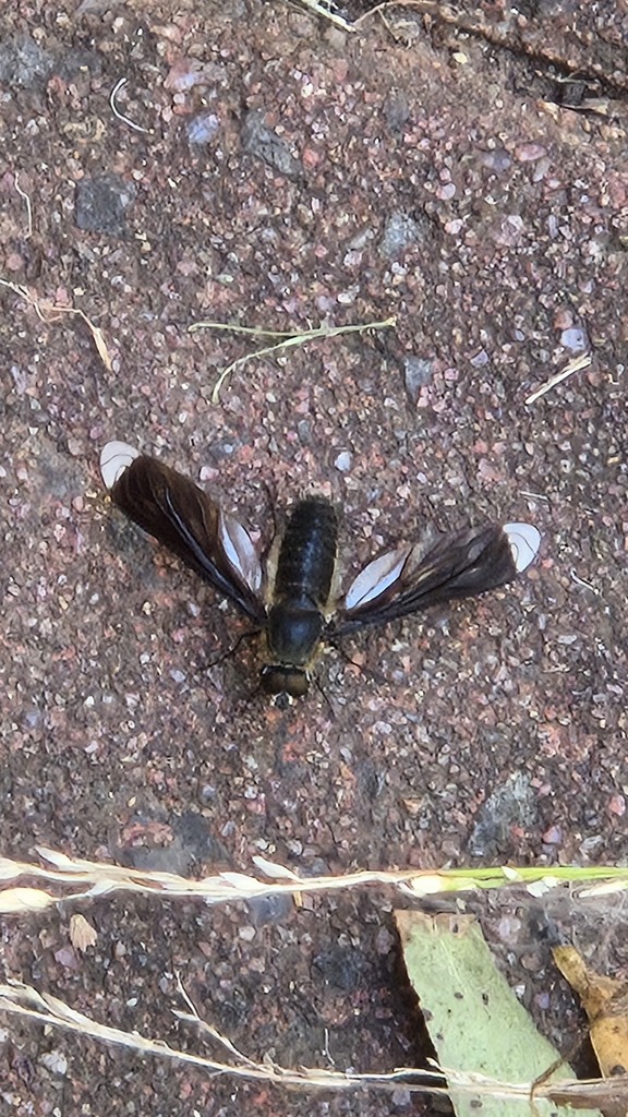 Comptosia apicalis