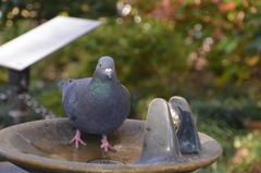 Columba livia domestica