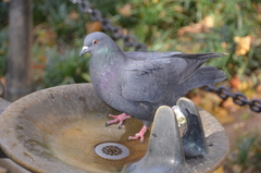 Columba livia domestica