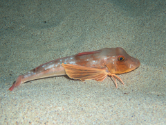 Chelidonichthys lucerna