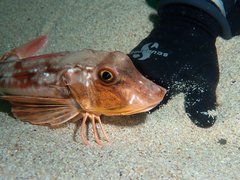 Chelidonichthys lucerna