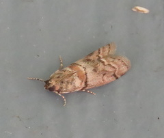 Promylea lunigerella