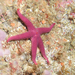 Northern Blood Star - Photo (c) Julien Renoult, some rights reserved (CC BY), uploaded by Julien Renoult
