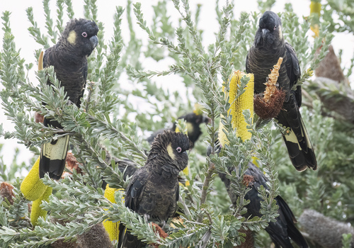 Yellow-tailed Black Cockatoo, photo 4 of 7