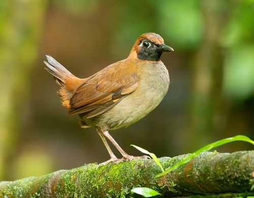 Black-faced Antthrush