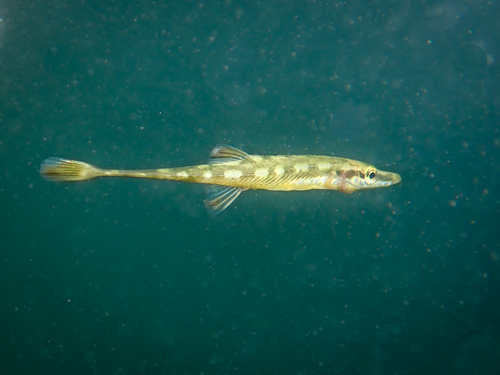 Sea Stickleback