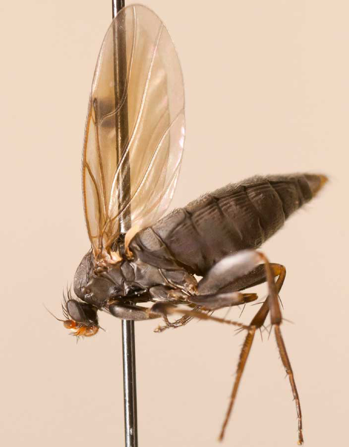 Spiniphora maculata