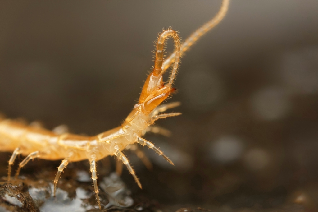 Typhlobius