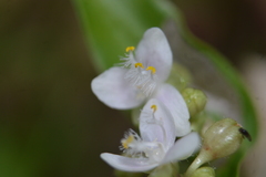 Tripogandra serrulata
