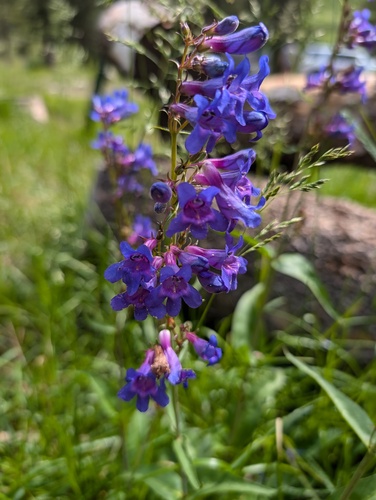 Tiger Beardtongue (Penstemon mensarum)