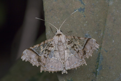 Krananda semihyalina