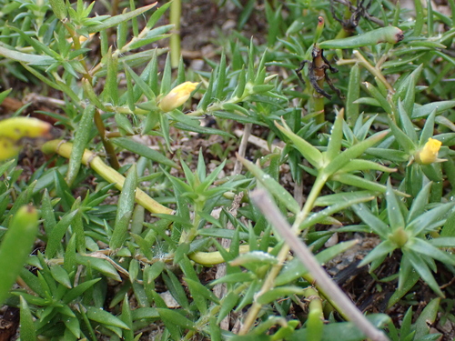 Redstem Purslane (Portulaca rubricaulis)