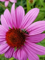 Typocerus sparsus