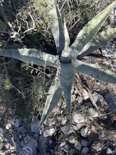 Foto de Agave-brava