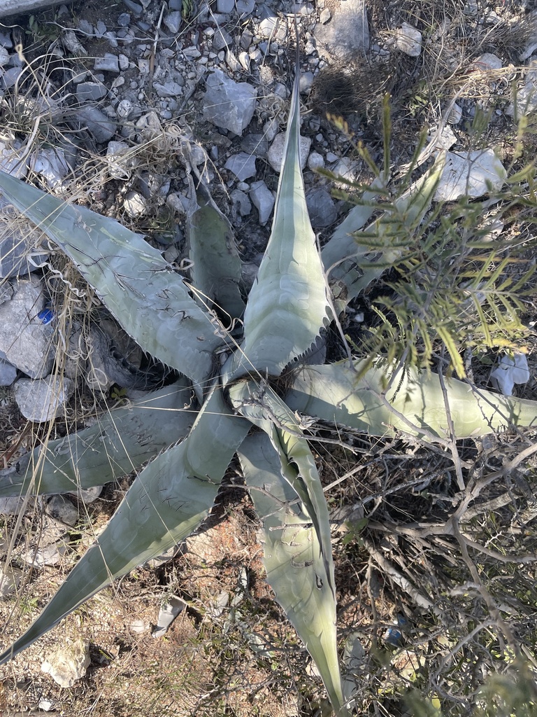 Foto de Agave-brava