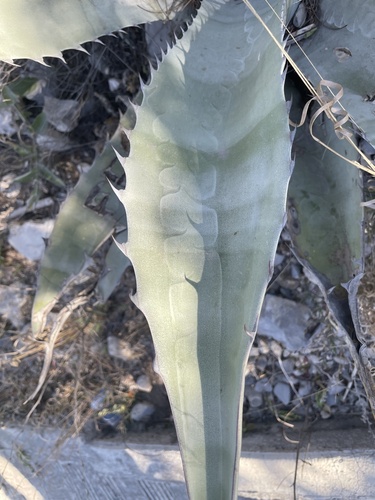 Foto de Agave-brava