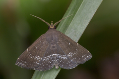 Adrapsa geometroides