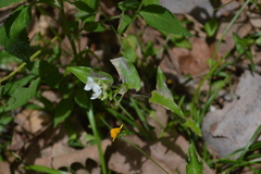 Tripogandra serrulata