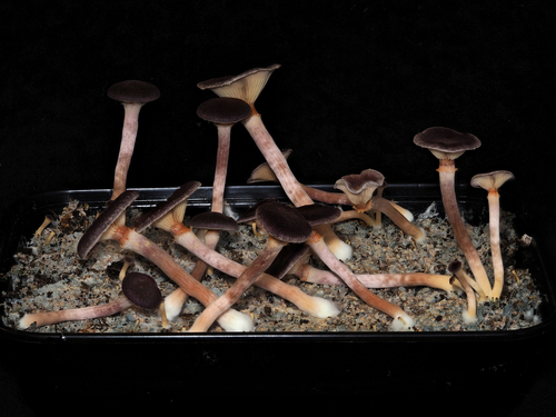 Gymnopilus purpuratus — orange-brown bitter gymnopilus growing on wood debris with rusty gills