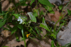 Tripogandra serrulata