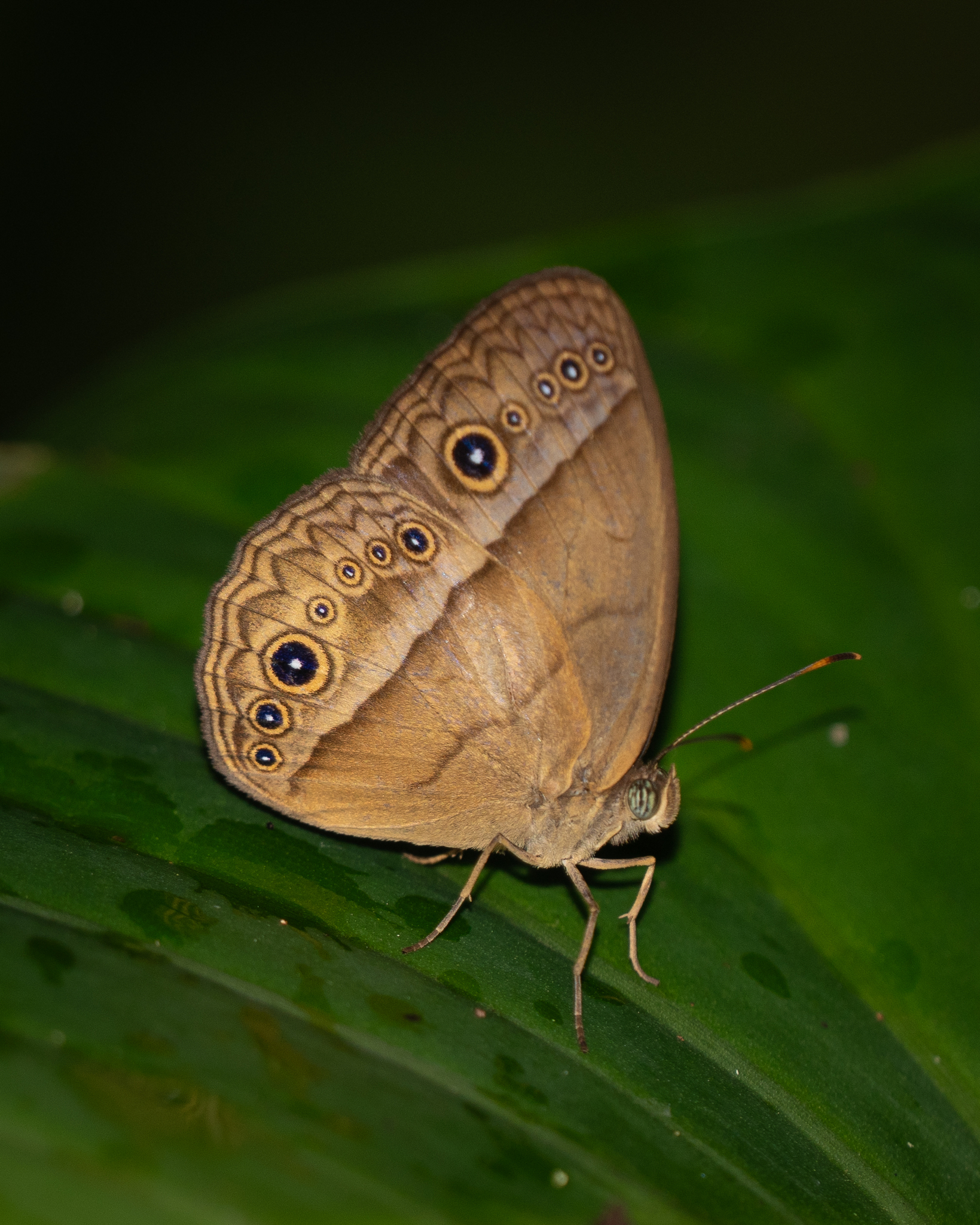 Purple Bushbrown (Mycalesis orseis) · iNaturalist