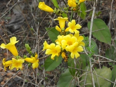 Bignonieae