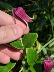 Clematis glaucophylla